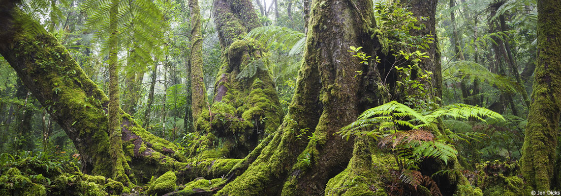 Pourquoi la biodiversité permettrait aux forêts de mieux résister au réchauffement climatique