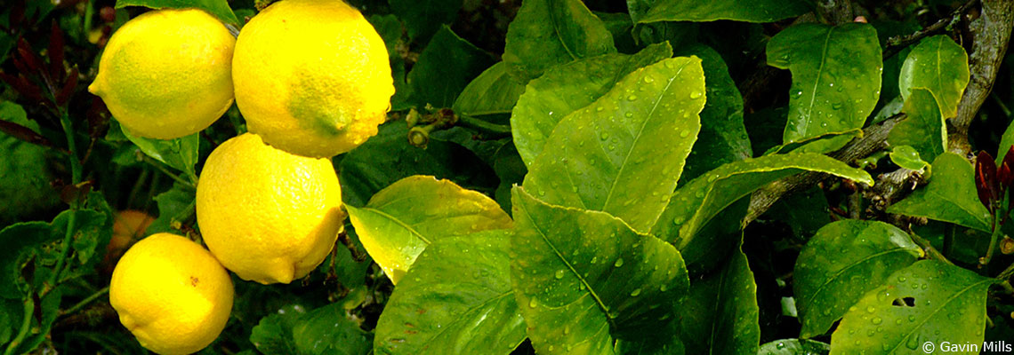 Le citron : se le presser par gourmandise