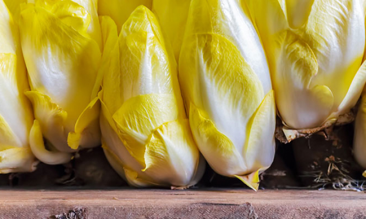 L'endive, légume d'hiver
