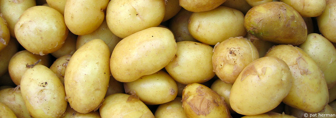 La pomme de terre : régal des grands et des petits