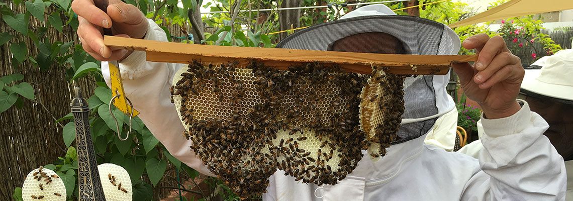 Une apiculture écologique
