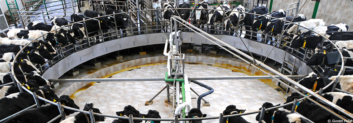 Les émissions de l'élevage en Europe pires que les voitures pour le climat selon Greenpeace