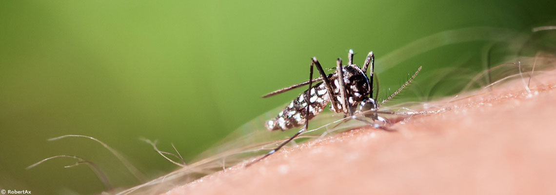 Tout savoir sur le moustique tigre et comment s’en protéger