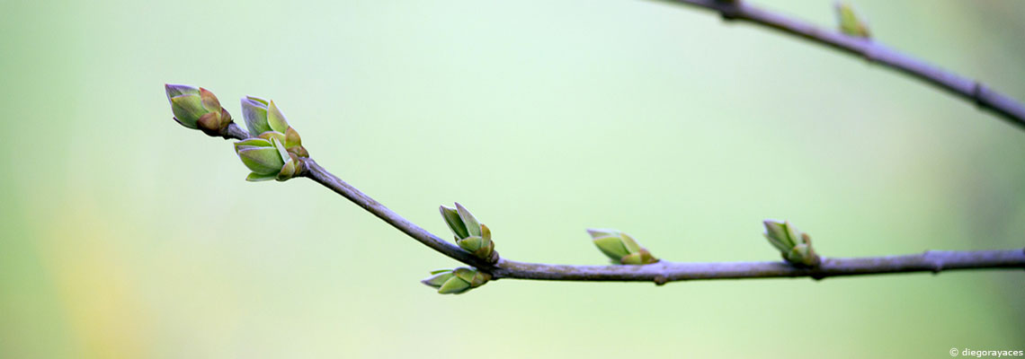 Gemmothérapie : la force tranquille des bourgeons