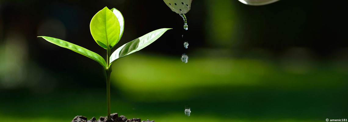 Un beau jardin économe en eau