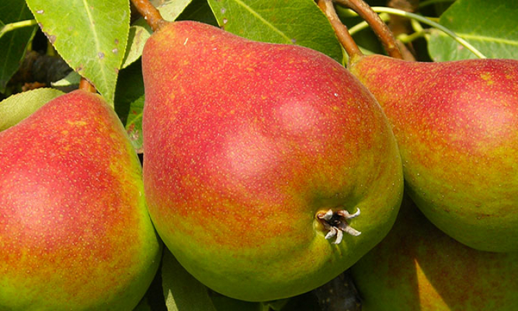 La poire, fruit d'hiver