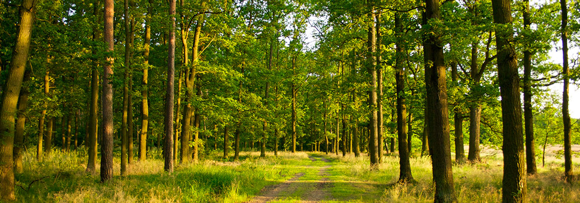 La forêt : un espace à protéger