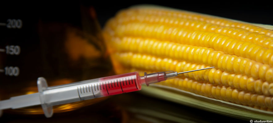 Les OGM dans l'alimentation : un danger pour la santé ?