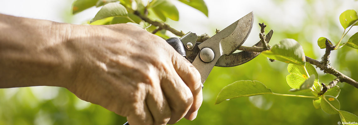 Tailler ses arbres en douceur