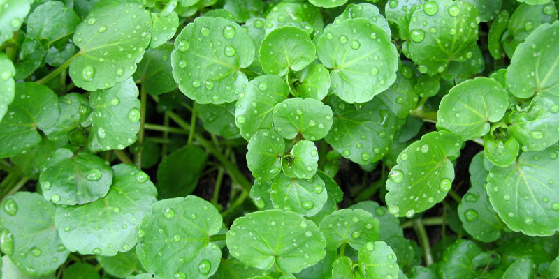 Le cresson, légume de printemps