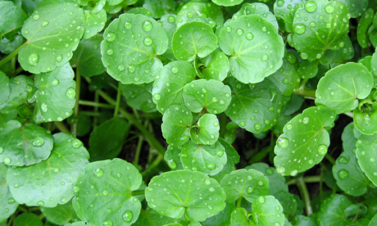 Le cresson, légume de printemps