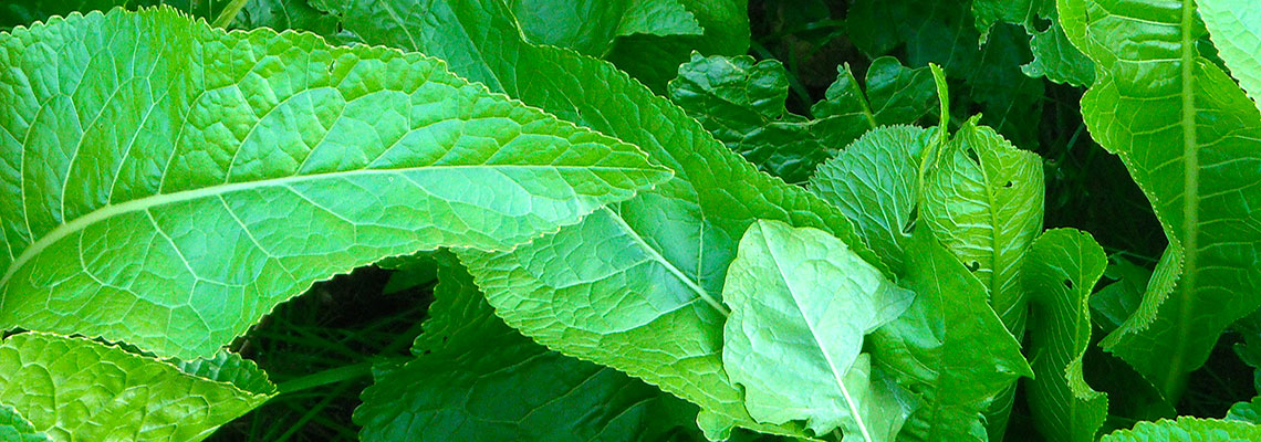 L'oseille, légume de printemps