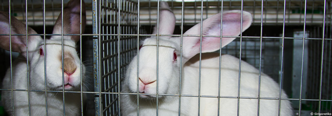 Cages nues, espace minimal : les conditions d’élevage des lapins mises en cause par une agence européenne