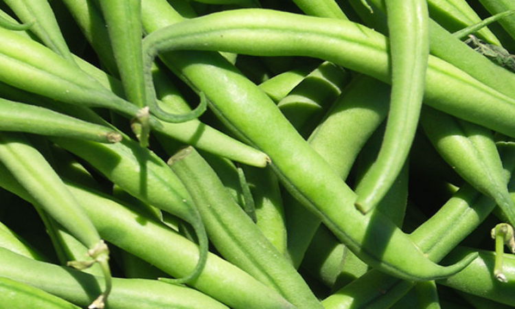 Le haricot vert, légume de printemps