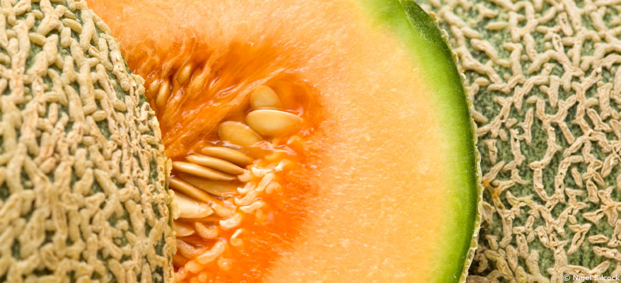 Le melon, fruit d'été