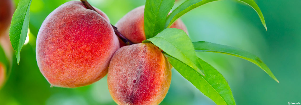 La pêche, fruit d'été