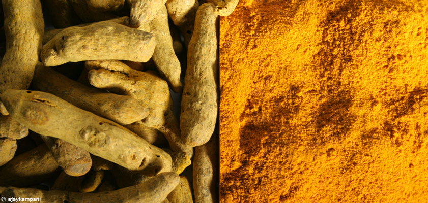 Le curcuma : le safran des Indes