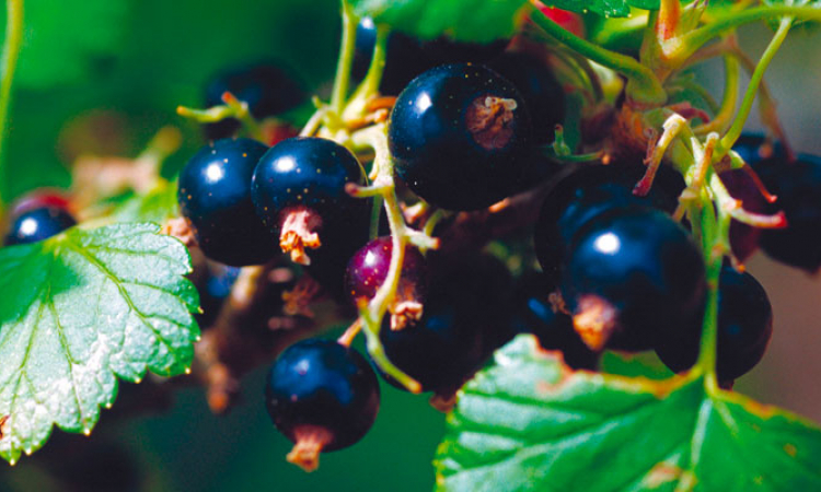 Le cassis, un superfruit