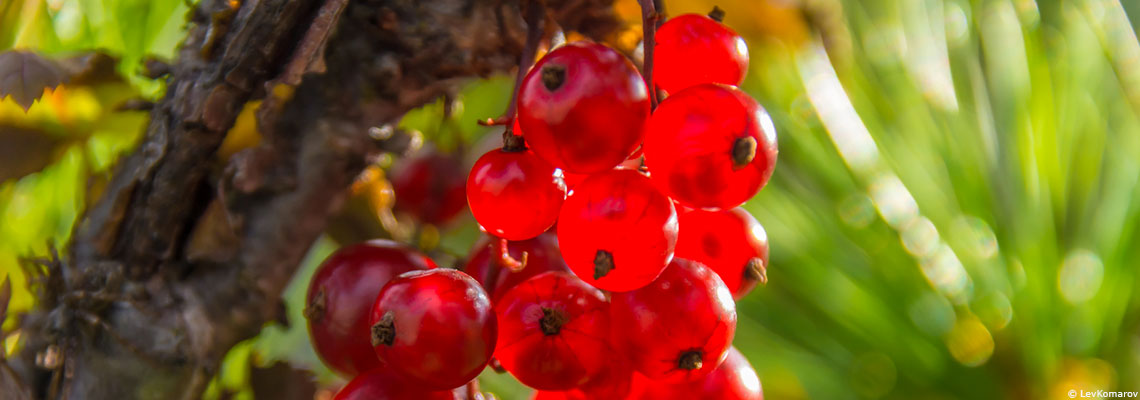 La groseille : superfruit de l'été