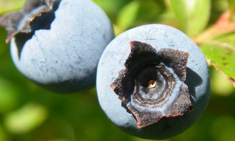 La myrtille : superfruit des montagnes