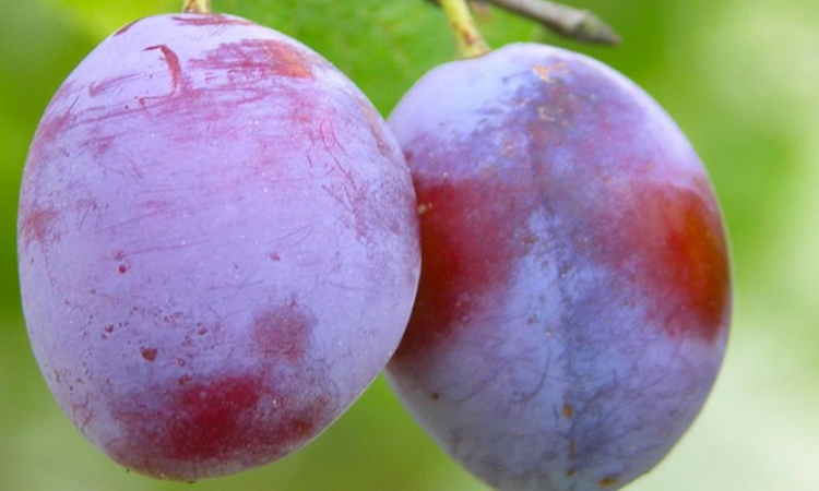 La prune : on peut compter sur elle