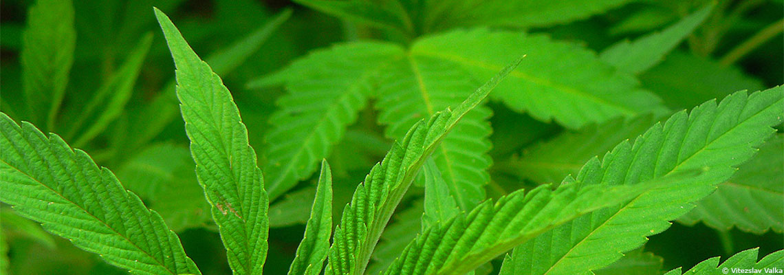 J’ai passé une journée au régime CBD