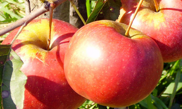 La pomme : le fruit