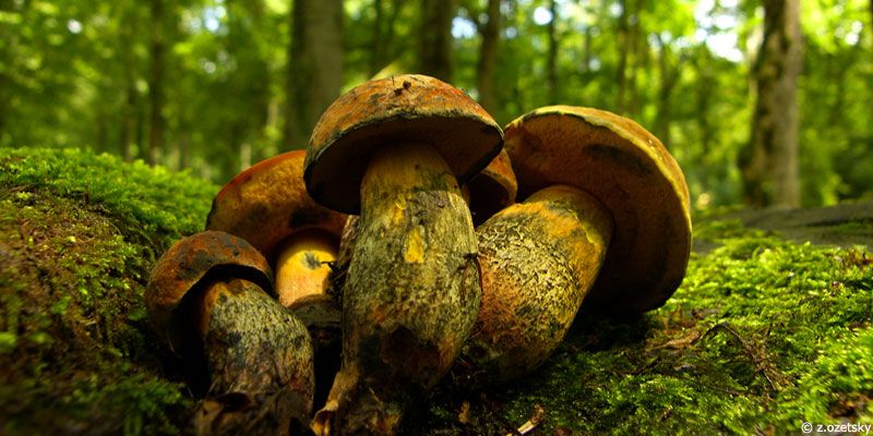 Le champignon, ni végétal ni animal