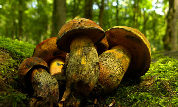 Le champignon, ni végétal ni animal