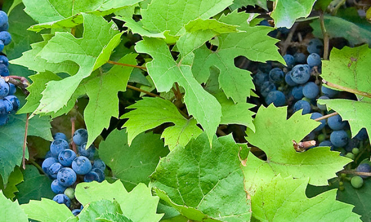 Le raisin, des bienfaits en grappes