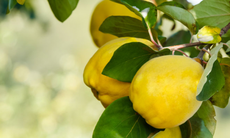 Le coing : la pomme d'or