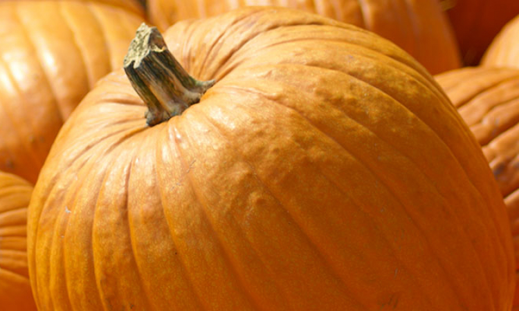 Le potiron : la star d'Halloween