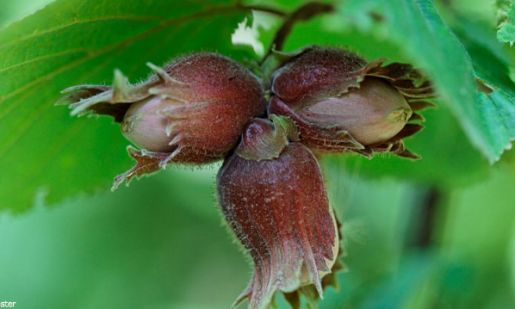 La noisette : petite noix