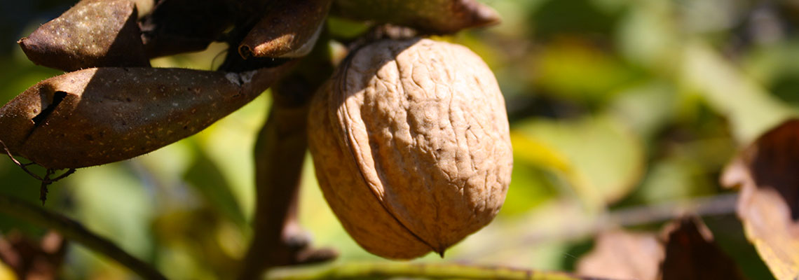 La noix, fruit à coque