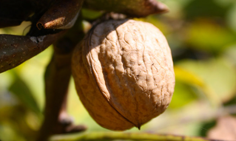 La noix, fruit à coque