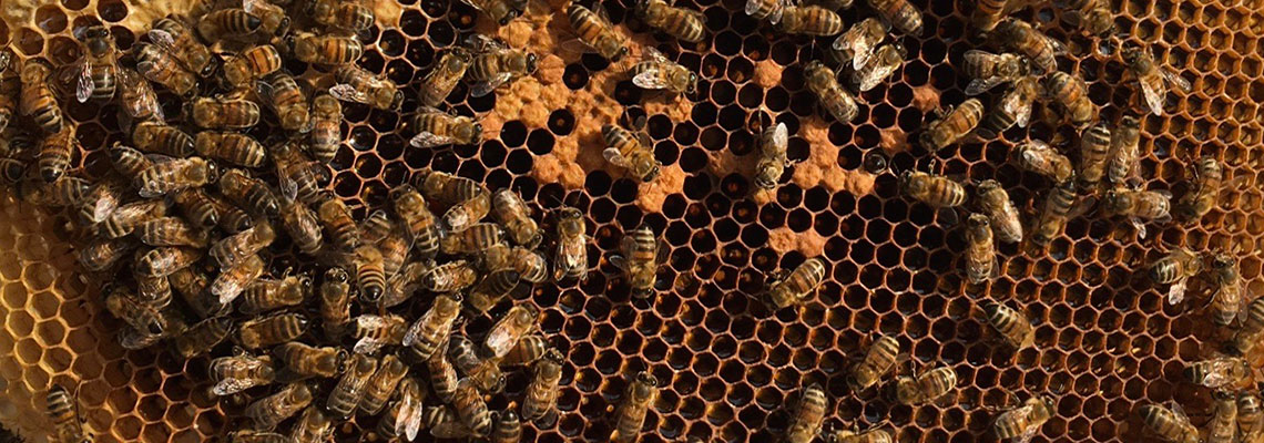 Le plan pour les abeilles n’empêchera pas l’hécatombe