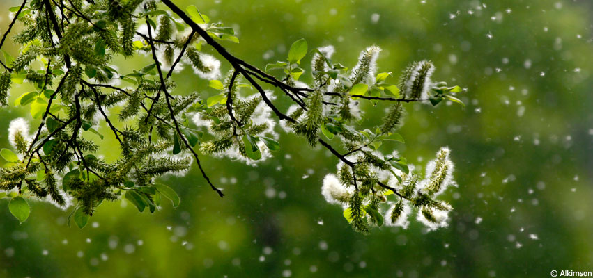 Allergies aux pollens, sortez vos mouchoirs !