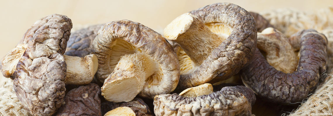 La mycothérapie : des champignons qui soignent ?