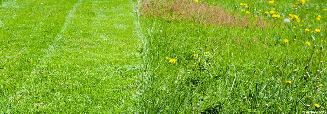Jardin : 5 bonnes raisons de ne pas tondre sa pelouse