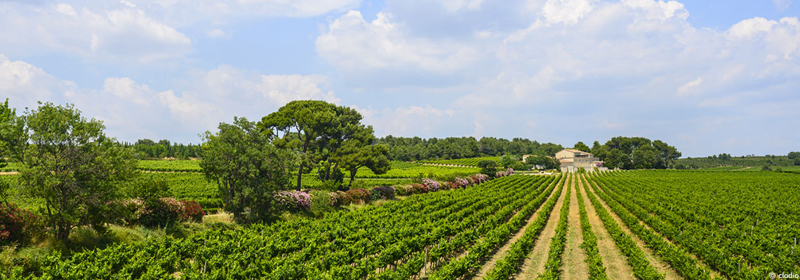 L’agroforesterie, le futur de la vigne