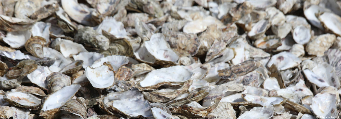 Bordeaux : Le recyclage des coquilles d’huîtres, une initiative qui prend de l’ampleur