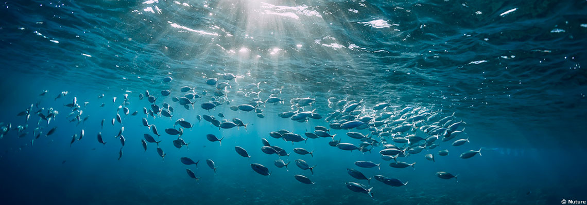 Pour protéger la haute mer, les États membres de l’ONU s’accordent après 15 ans de discussion