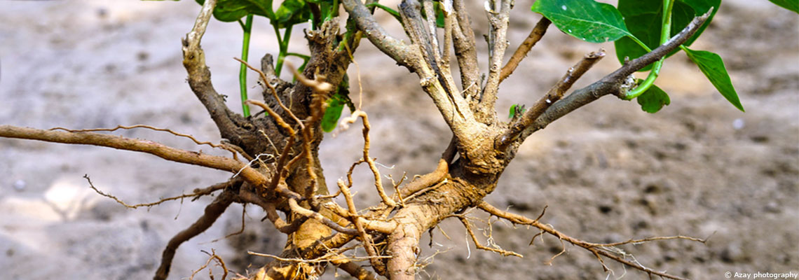 Ashwagandha, l’adaptogène reine