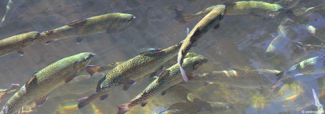 "L’envers des mots" : Aquaponie