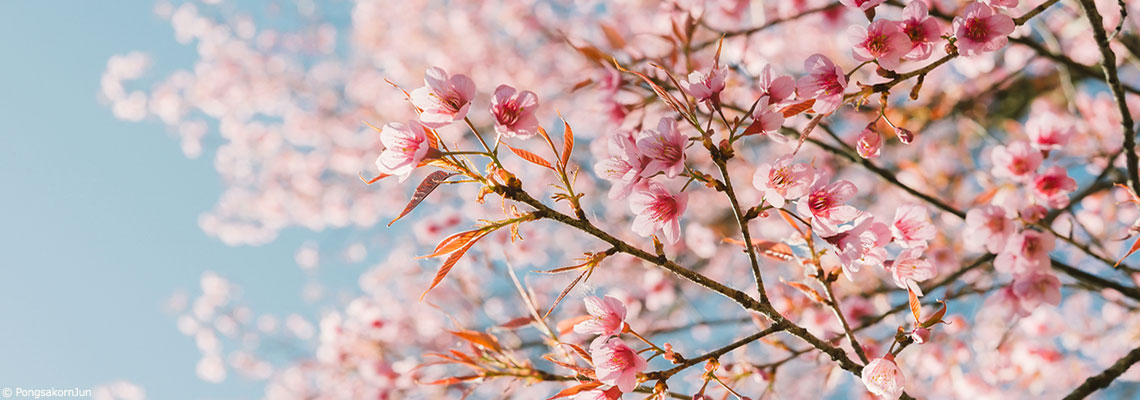 Inscription de l’IVG dans la Constitution, fin du tout-ski, écocide… les cinq bonnes nouvelles de mars
