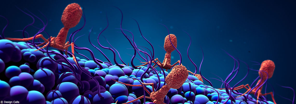 Antibiorésistance, la solution est-elle dans la phagothérapie ?