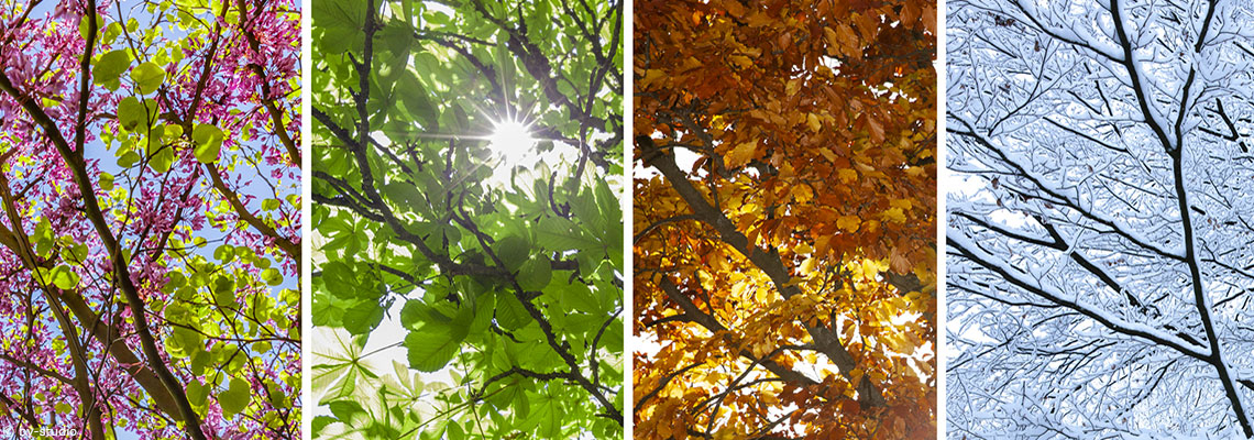 Pourquoi y a-t-il quatre saisons, et pas trois ou cinq ?