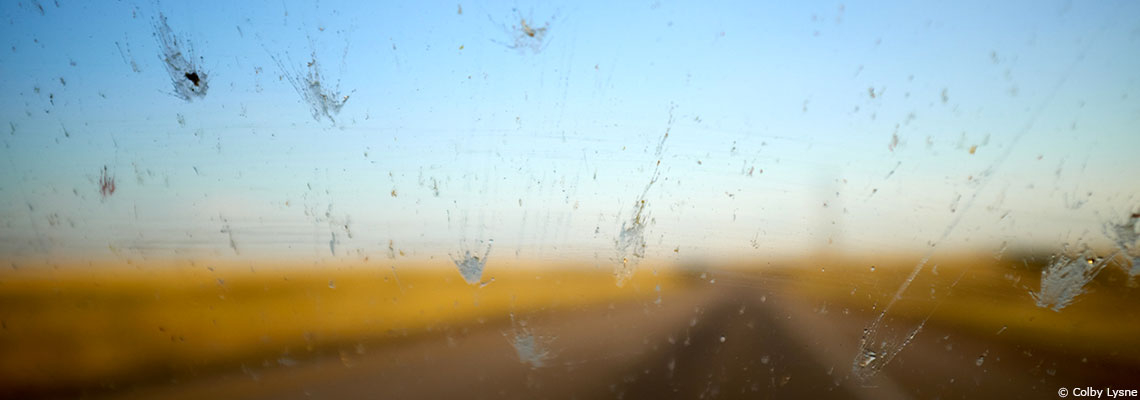 Syndrome du pare-brise, l’inquiétant indicateur de l’effondrement massif des populations d’insectes