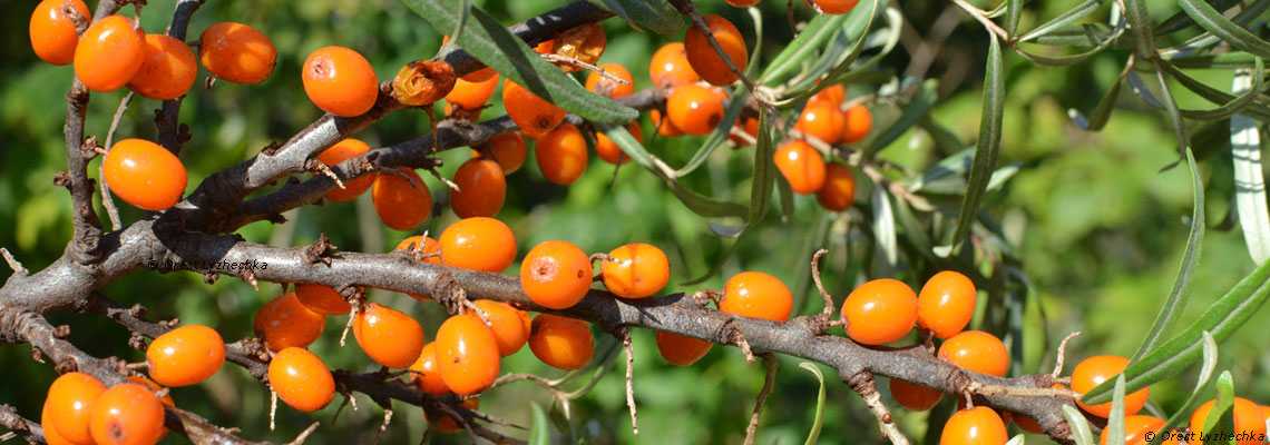 Covid-19 : de nouvelles molécules anticoronavirus isolées à partir de l’argousier