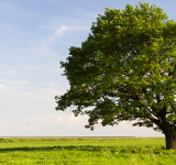 Le chêne : l’indépendance